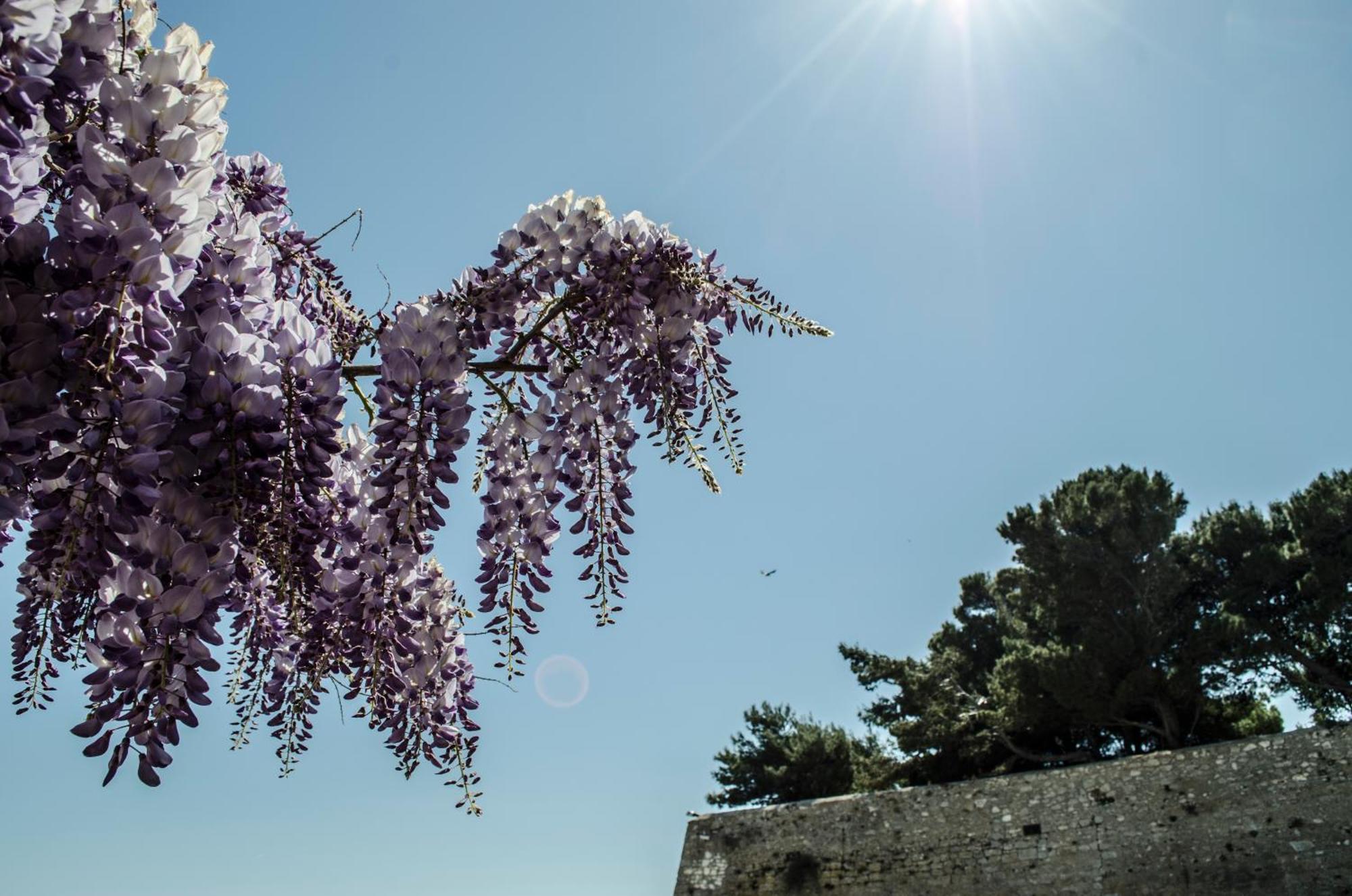 Torre La Mezzaluna Bed and Breakfast Βιέστε Εξωτερικό φωτογραφία